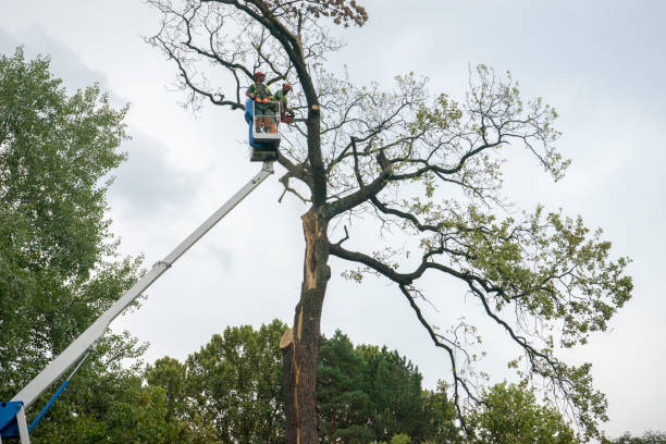 Best Root Management and Removal  in Booneville, AR