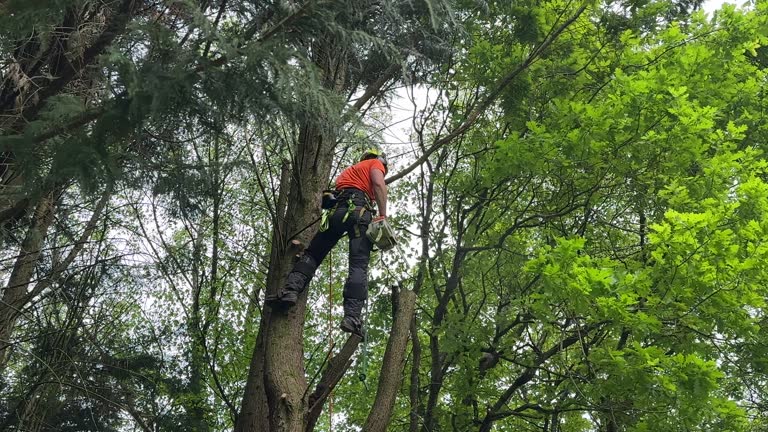 Booneville, AR Tree Services Company