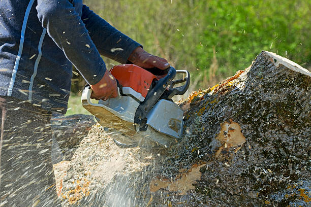 Why Choose Our Tree Removal Services in Booneville, AR?